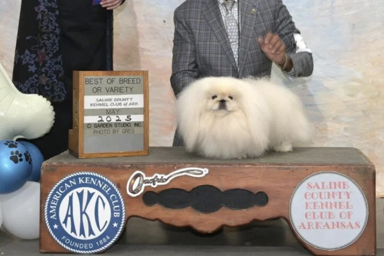 Pekingese