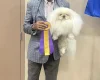 Pekingese