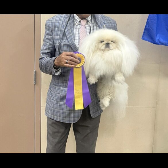 Pekingese