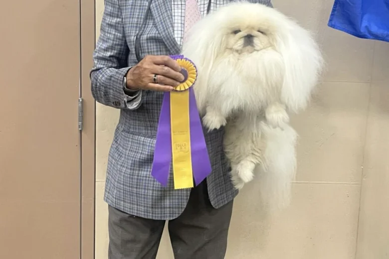 Pekingese