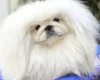 Pekingese