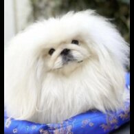 Pekingese