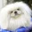 Pekingese