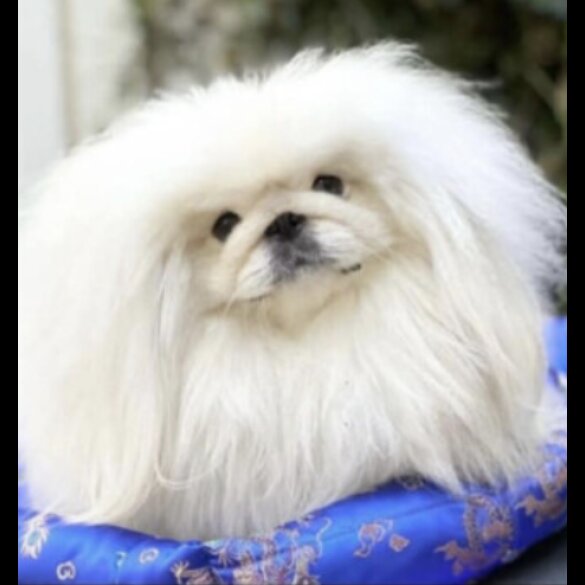Pekingese