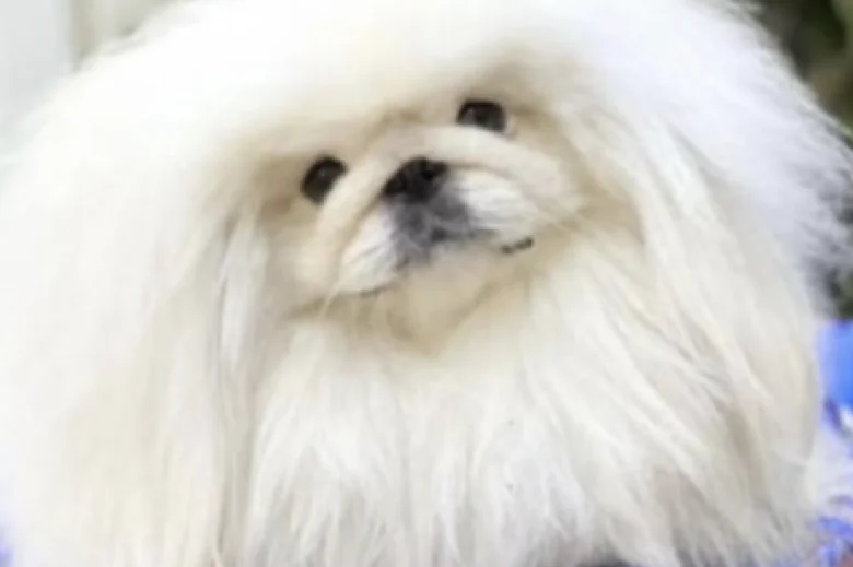 Pekingese