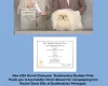 Pekingese