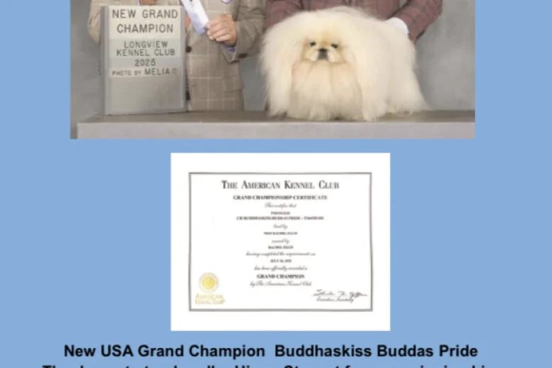 Pekingese