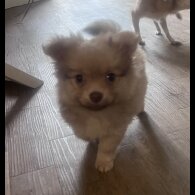 Pomchi