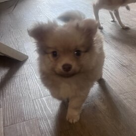 Pomchi