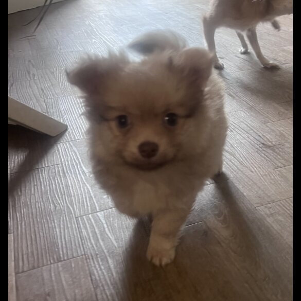 Pomchi