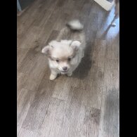 Pomchi