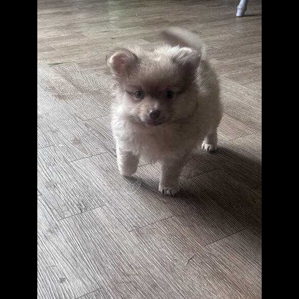 Pomchi