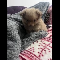 Pomchi