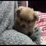 Pomchi