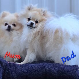 Pomeranian