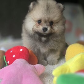 Pomeranian
