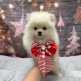 Pomeranian