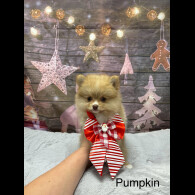 Pomeranian