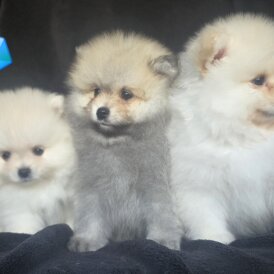 Pomeranian