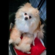 Pomeranian