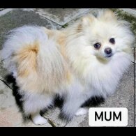 Pomeranian