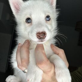 Pomsky
