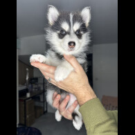 Pomsky
