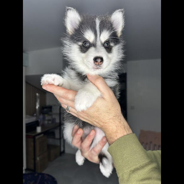Pomsky