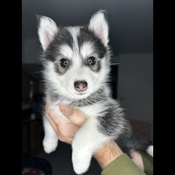 Pomsky