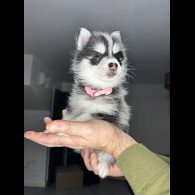 Pomsky