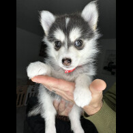 Pomsky