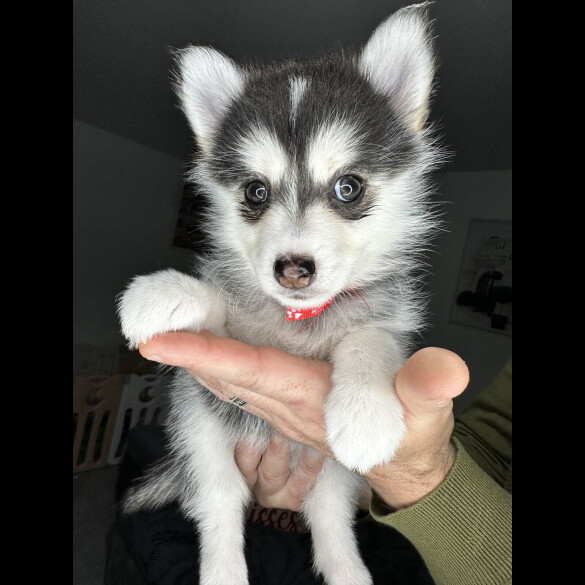 Pomsky