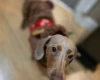 Dachshund (Miniature Smooth Haired)