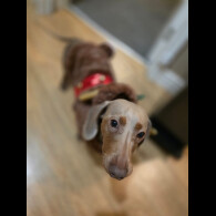 Dachshund (Miniature Smooth Haired)