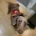 Dachshund (Miniature Smooth Haired)
