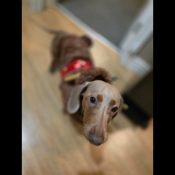 Dachshund (Miniature Smooth Haired)