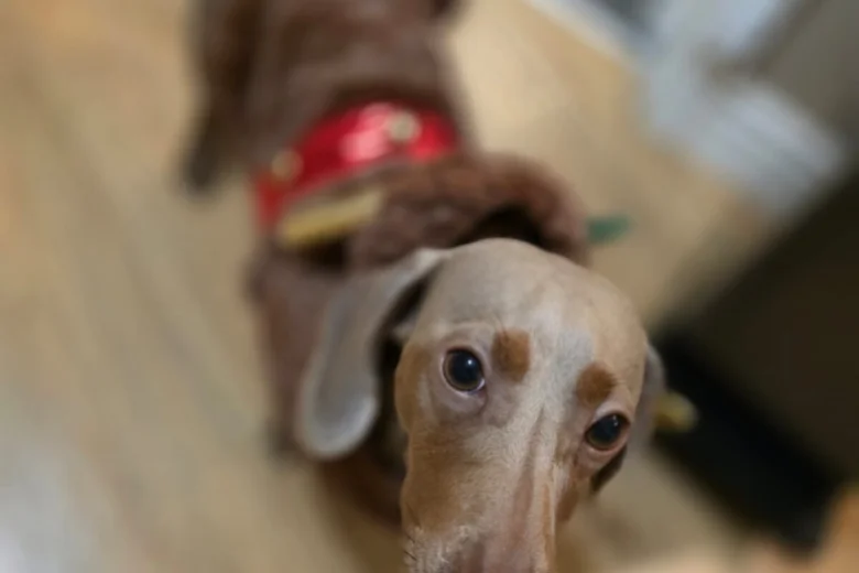 Dachshund (Miniature Smooth Haired)