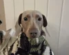 Dachshund (Miniature Smooth Haired)