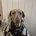 Dachshund (Miniature Smooth Haired)
