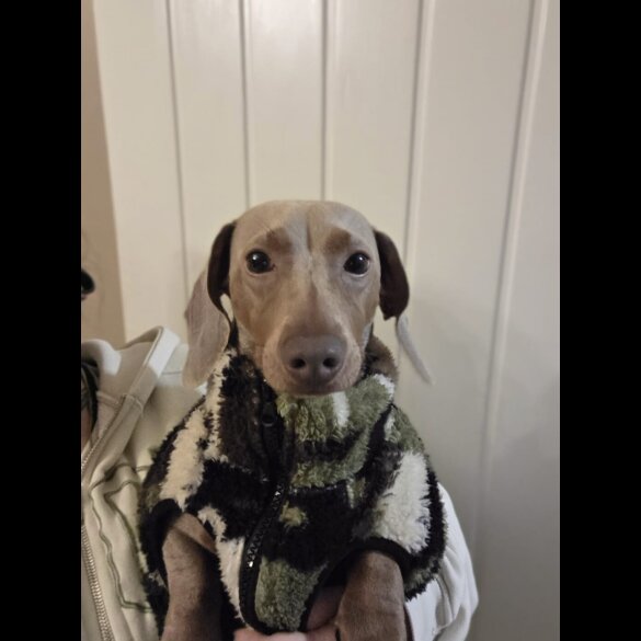 Dachshund (Miniature Smooth Haired)