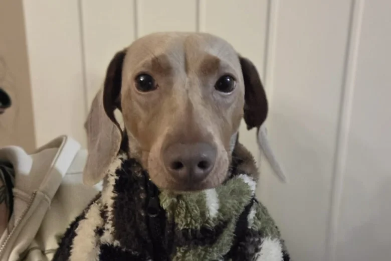 Dachshund (Miniature Smooth Haired)