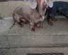 Dachshund (Miniature Smooth Haired)
