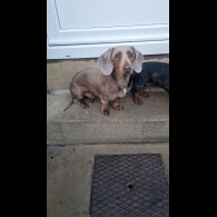 Dachshund (Miniature Smooth Haired)