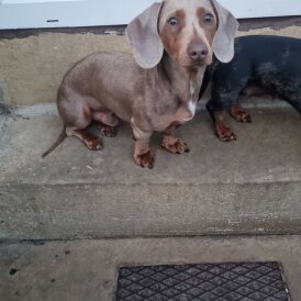 Dachshund (Miniature Smooth Haired)