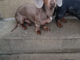 Dachshund (Miniature Smooth Haired)