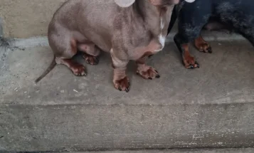 Dachshund (Miniature Smooth Haired)