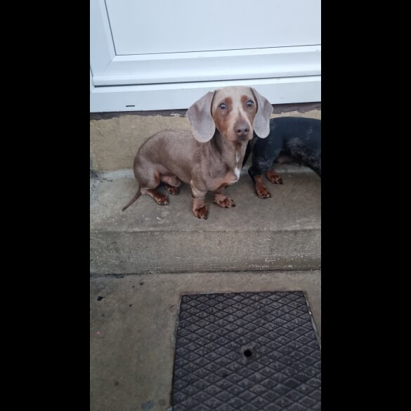 Dachshund (Miniature Smooth Haired)