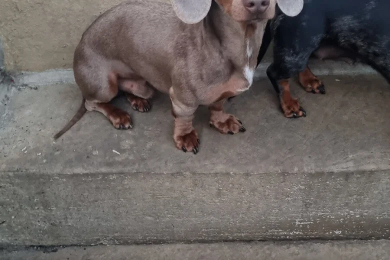 Dachshund (Miniature Smooth Haired)