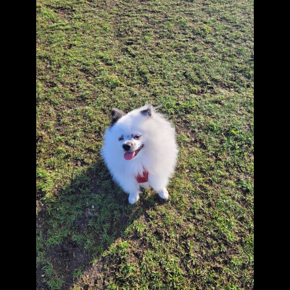 Pomeranian