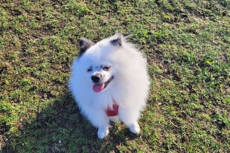 Pomeranian